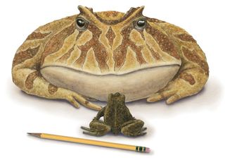 beelzebufo ampinga illustration