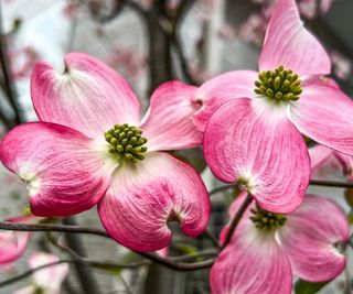 Flowering dogwood with pink blooms