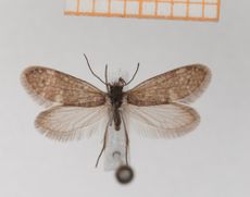 primitive moth