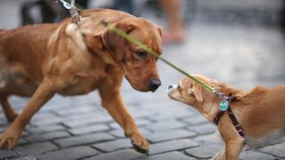 Two dogs sniffing each other