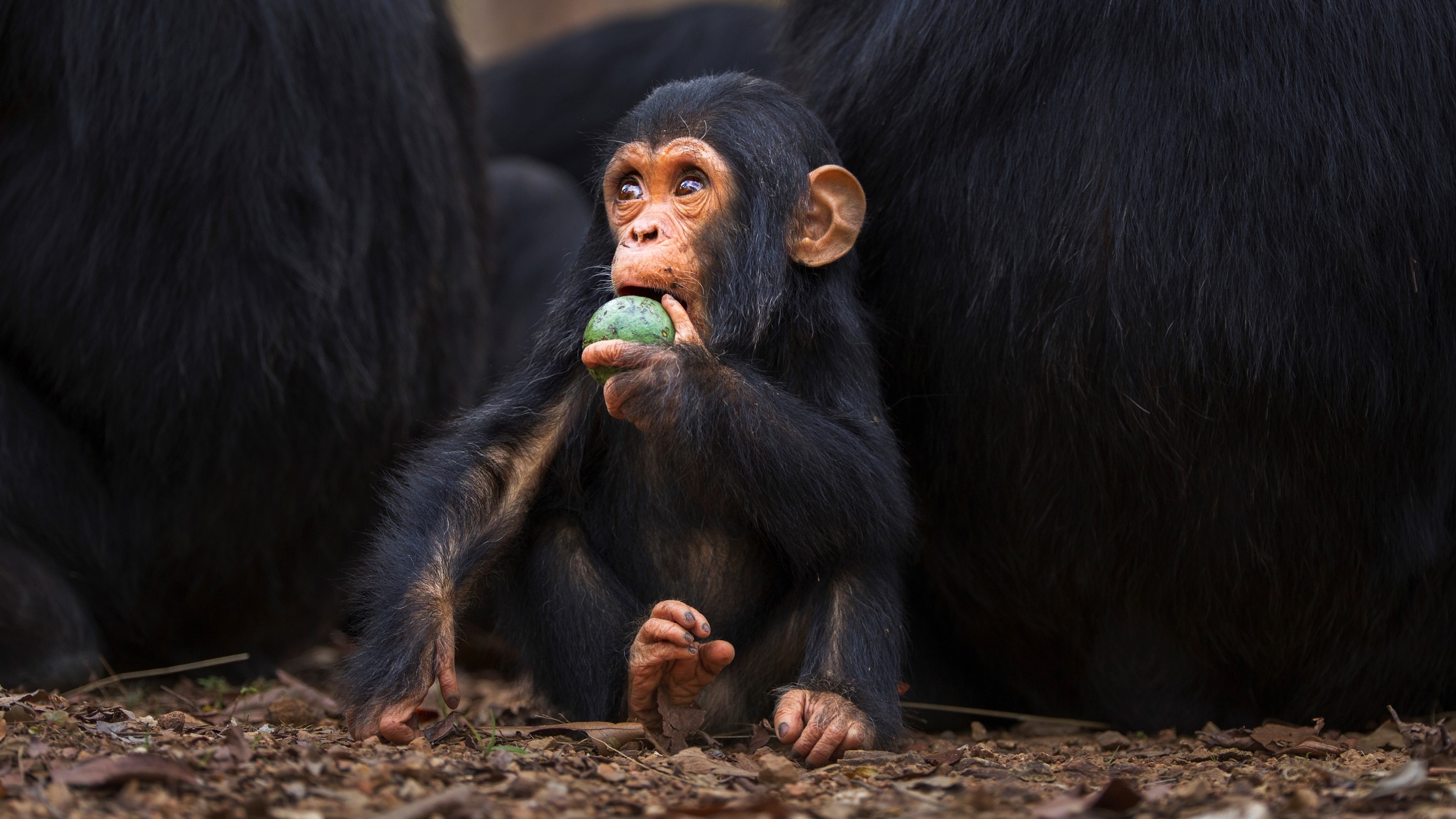 Šimpanzės kūdikio, žaidžiančio su vaisiais, paveikslas Gombės nacionaliniame parke, Tanzanijoje.
