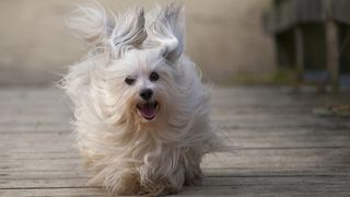 Havanese running on a bridge