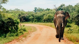 Yala National Park, Yala