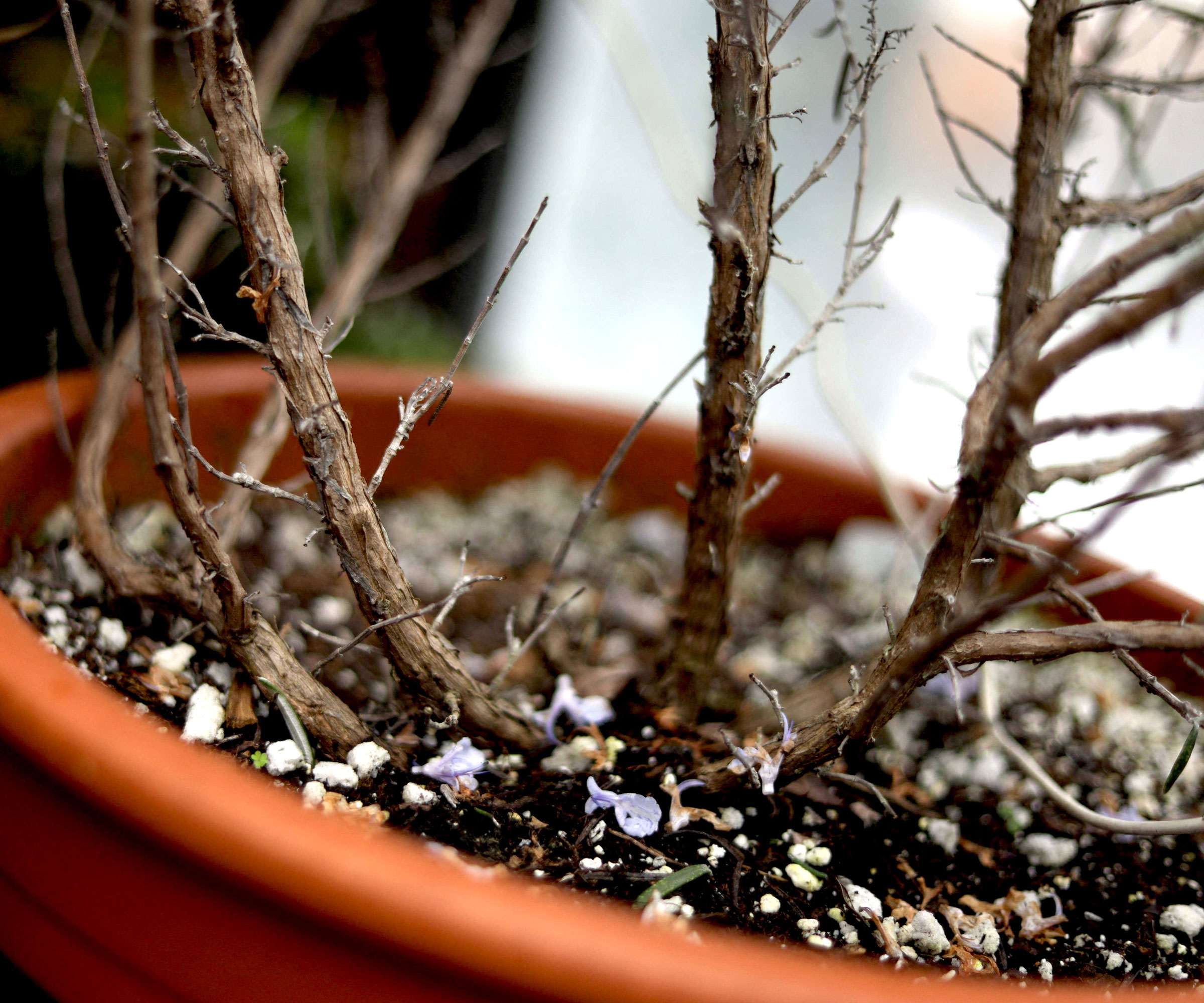 woody rosemary in brown container