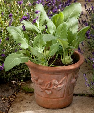 turnips lookalike kohlrabi growing in terracotta pot