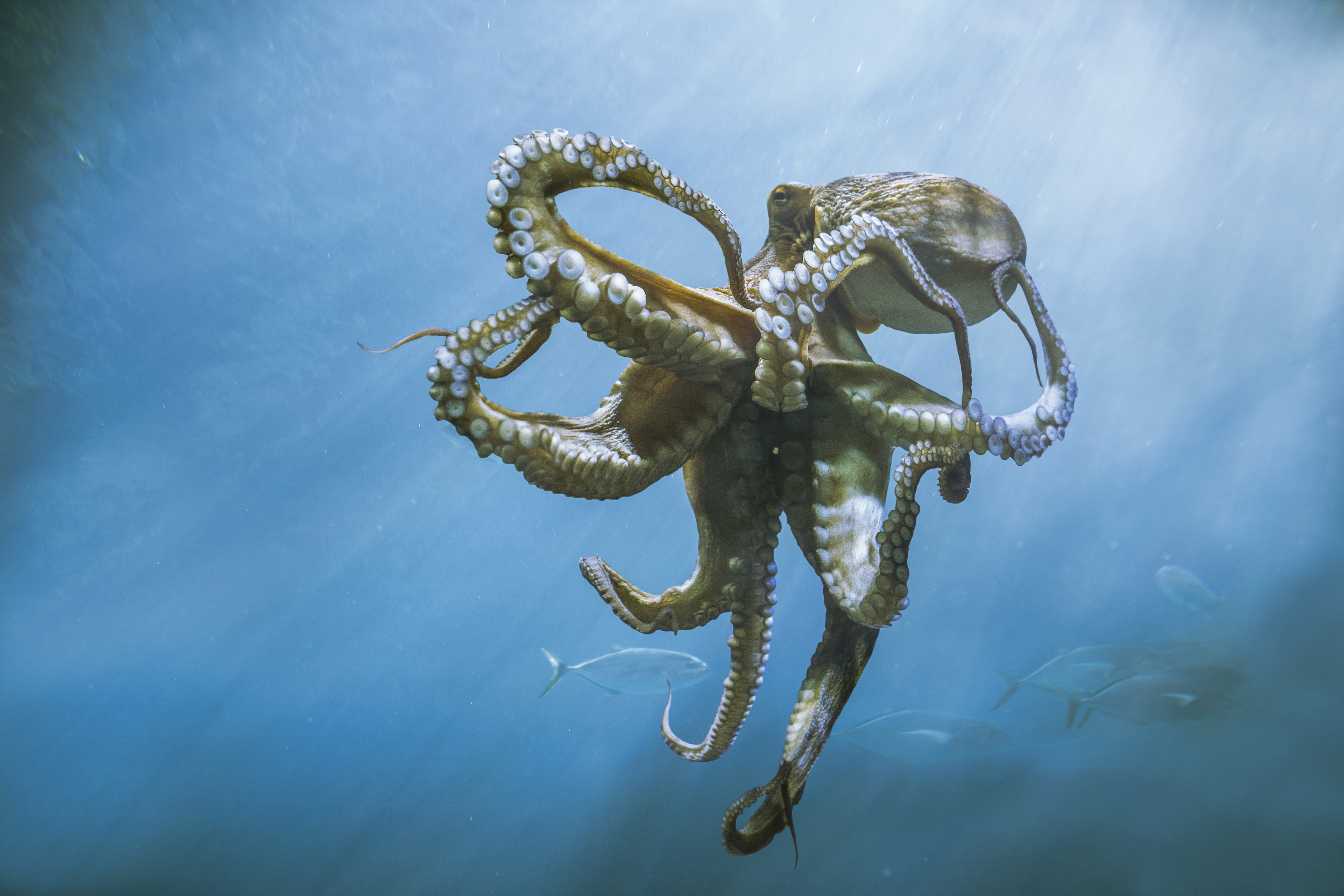 Octopus swimming underwater