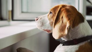 beagle looking out of window