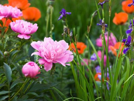 Bulb Plant Types: What Are The Different Types Of Bulbs | Gardening ...