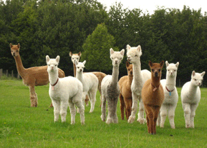 alpaca-open-day