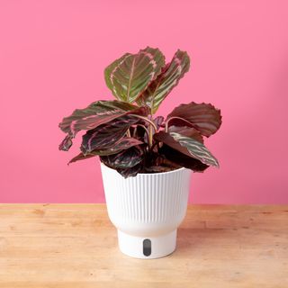 A small potted calathea plant against a pink background