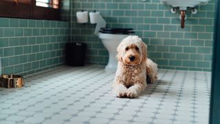 Diarrhea in dogs: Goldendoodle in the bathroom