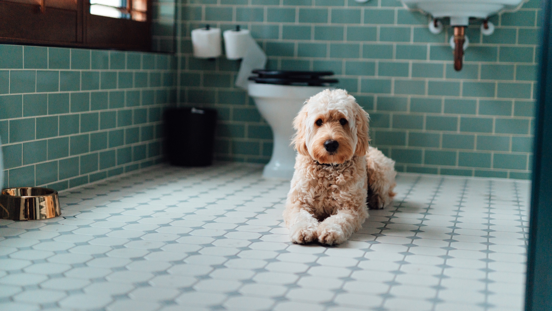 Diarrhea in dogs What gives dogs diarrhea and when to call the vet PetsRadar