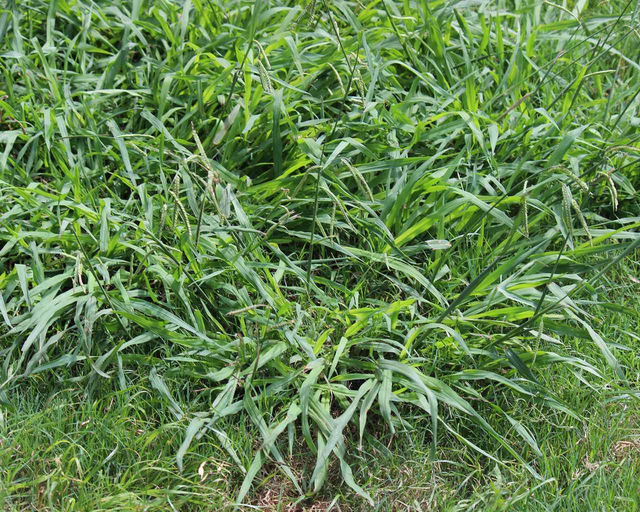 Overgrown crabgrass