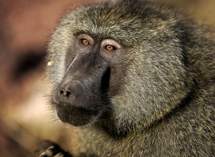 An olive baboon