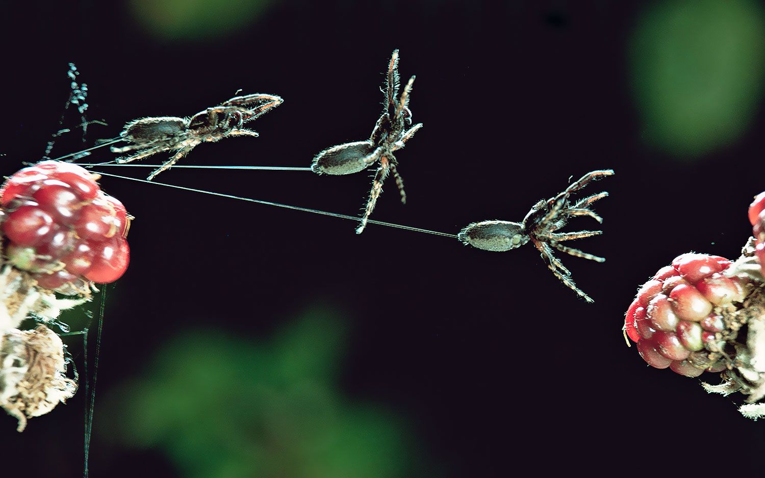 Qulative Spider 21 Totally Sweet Spider Superlatives | Live Science