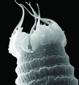 Worm close-up: The toughest of the tough, Scottnema lindsayae nematodes live in Antarctica's harshest soils