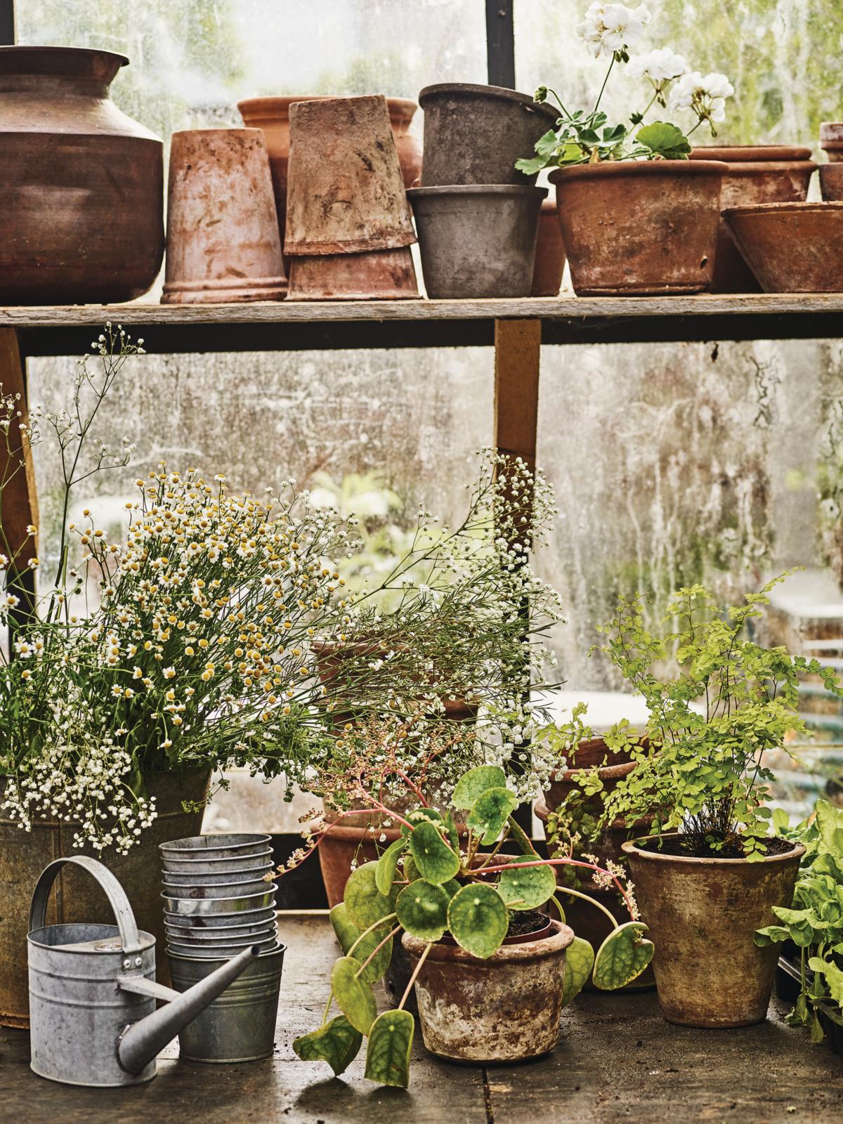 Shelves of terracotta pots in a greenhouse.
