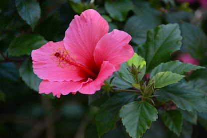 hibiscus variety