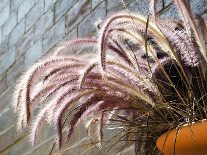 Potted Purple Fountain Grass