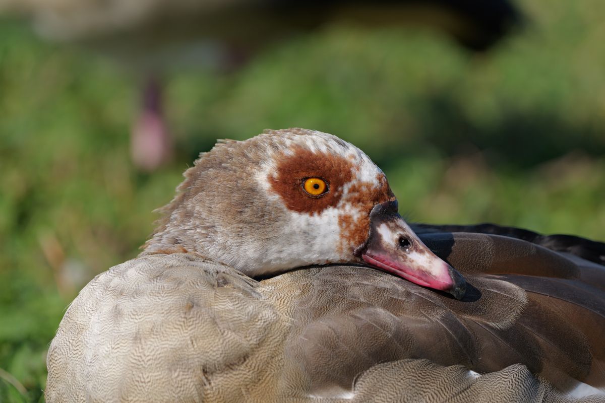 Close-up of an Egyptian goose with a bright orange eye