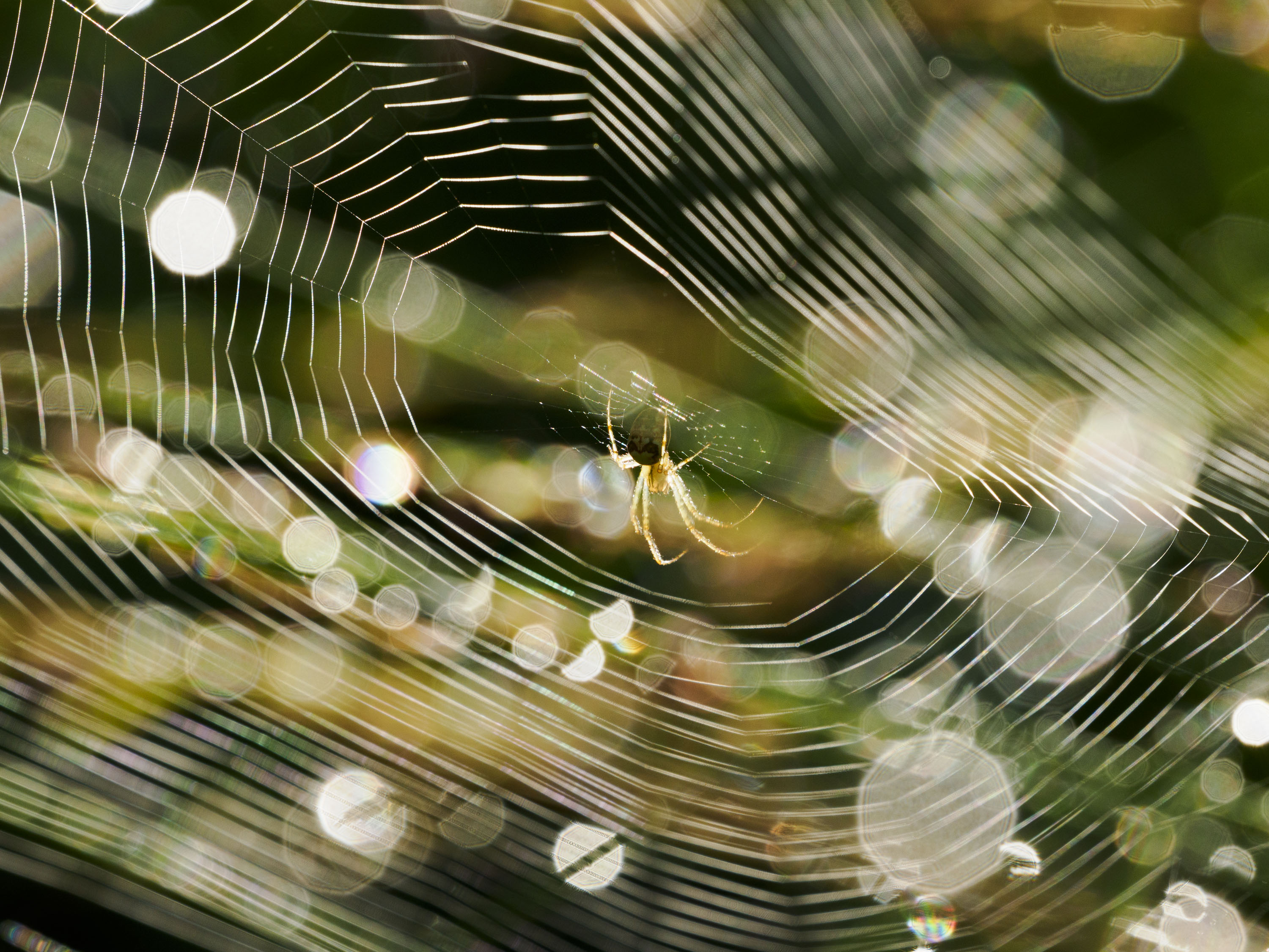 OM System 50-200mm F2.8 sample gallery: close up of a spider in its web
