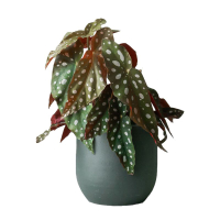 8. Leaf Envy Plant Subscription Box: View at Leaf Envy