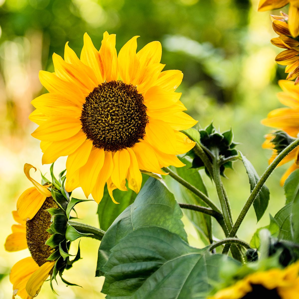 How to propagate sunflowers and grow the blooms for free Ideal Home