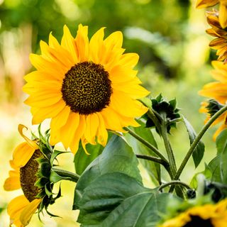 Close up of sunflower plant