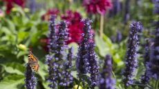 Agastache, or hummingbird mint, with purple blooms and a resting butterfly in the summer