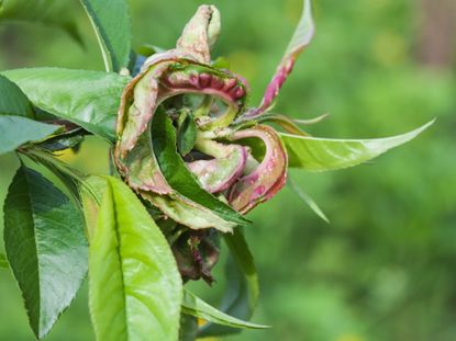 Peach Tree With Leaf Curl Disease