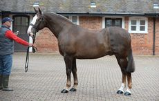 conformation of Hallmark Hallmark; Stripped Bare, at Stocks House, Desford Lane, Off Archers Lane, Peckleton, Leicestershire, LE9 7RB, UK; on 5th May 2015 Hallmark; Maxi Cob is owned by ? , produced by Simon and Natalie Reynolds his stable name is ?, he's a ? foaled in ? sire was ? dam was ? Hallmark; Stripped Bare, at Stocks House, Desford Lane, Off Archers Lane, Peckleton, Leicestershire, LE9 7RB, UK; on 5th May 2015 Hallmark; Maxi Cob is owned by Heather Boden and Tom Clay , produced by Simon and Natalie Reynolds his stable name is Brandy, he's a ? foaled in ? sire was Welcome Flagmount dam was Rebel Rose