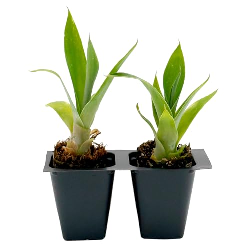 2 Blue Fox Tail Agave in 2.5&amp;rdquo; Nursery Cubes (agave Attenuata 'boutin Blue') | Evergreen Spineless Succulent for Containers, Borders, and Modern Landscapes | Ready-To-Plant Live Starter Plants