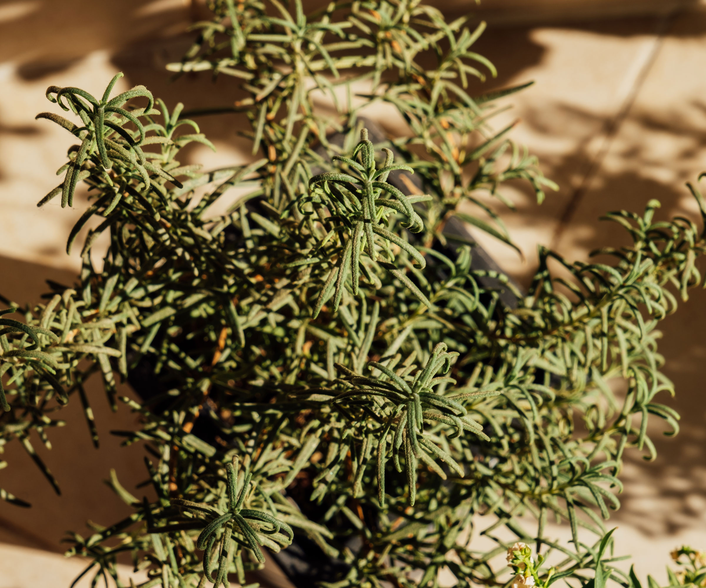 rosemary plant with browning parts in sunlight