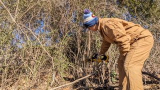 Dewalt 20V MAX 8 in Brushless Cordless Chainsaw