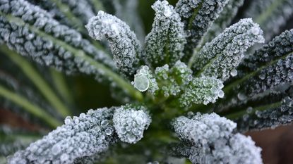 a variety of kale under a winter frost 