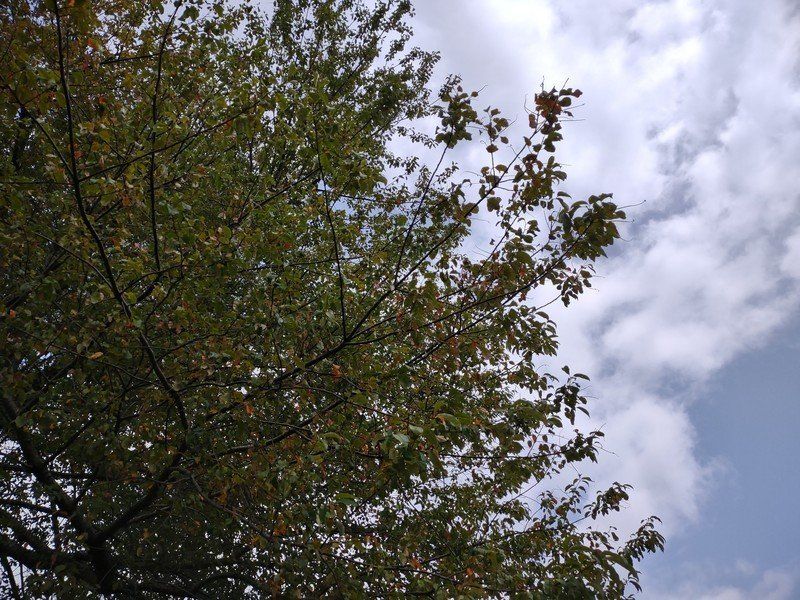 Motorola One 5G Camera Sample