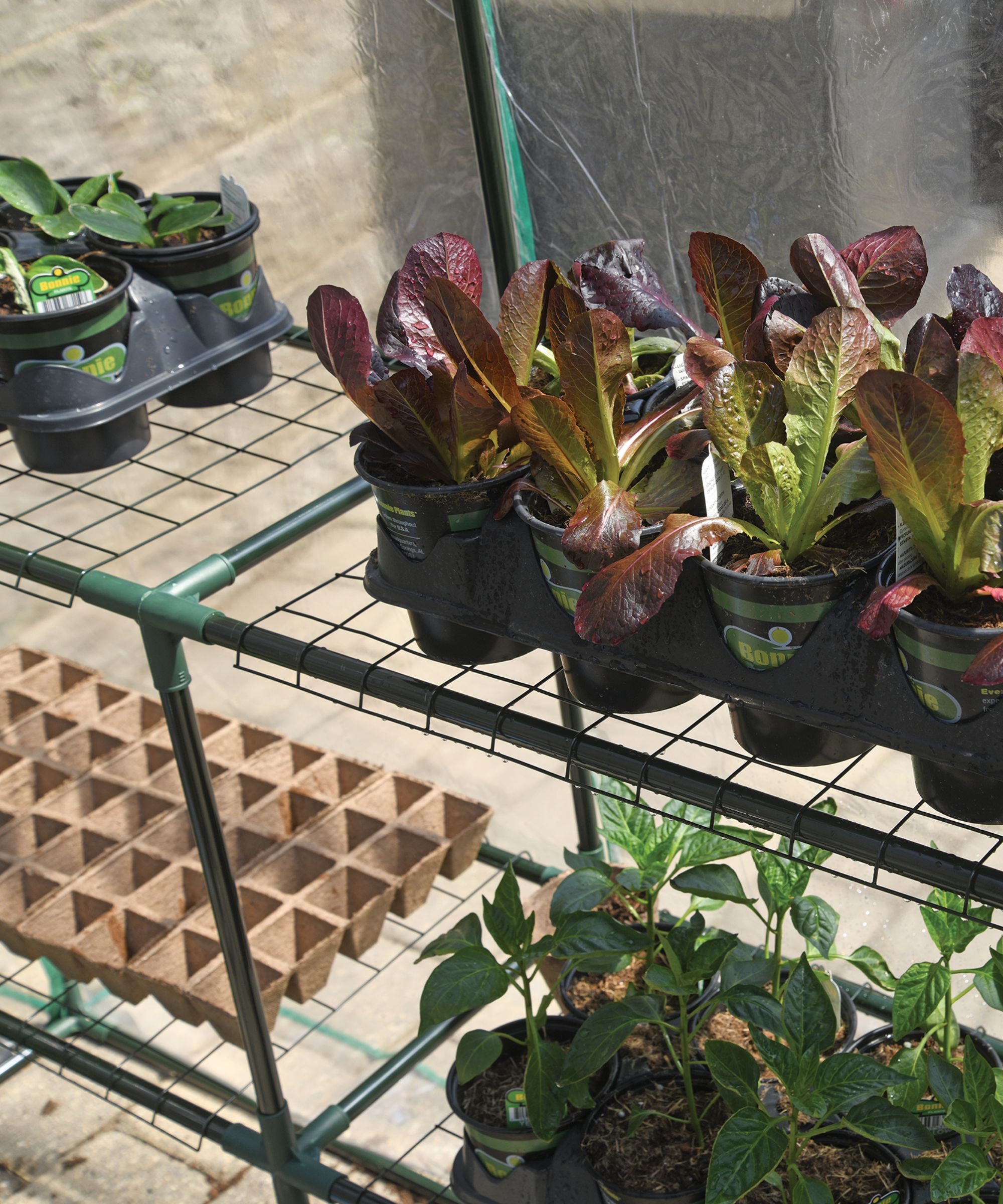 Seed trays and container plants on mesh shelves in mini greenhouse