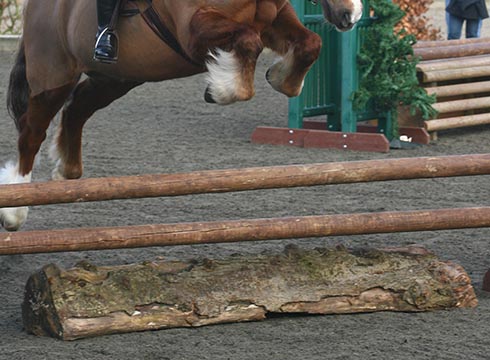 working-hunter-pony.jpg