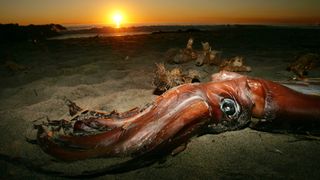 A giant squid lies on Newport Beach, California with the sun behind