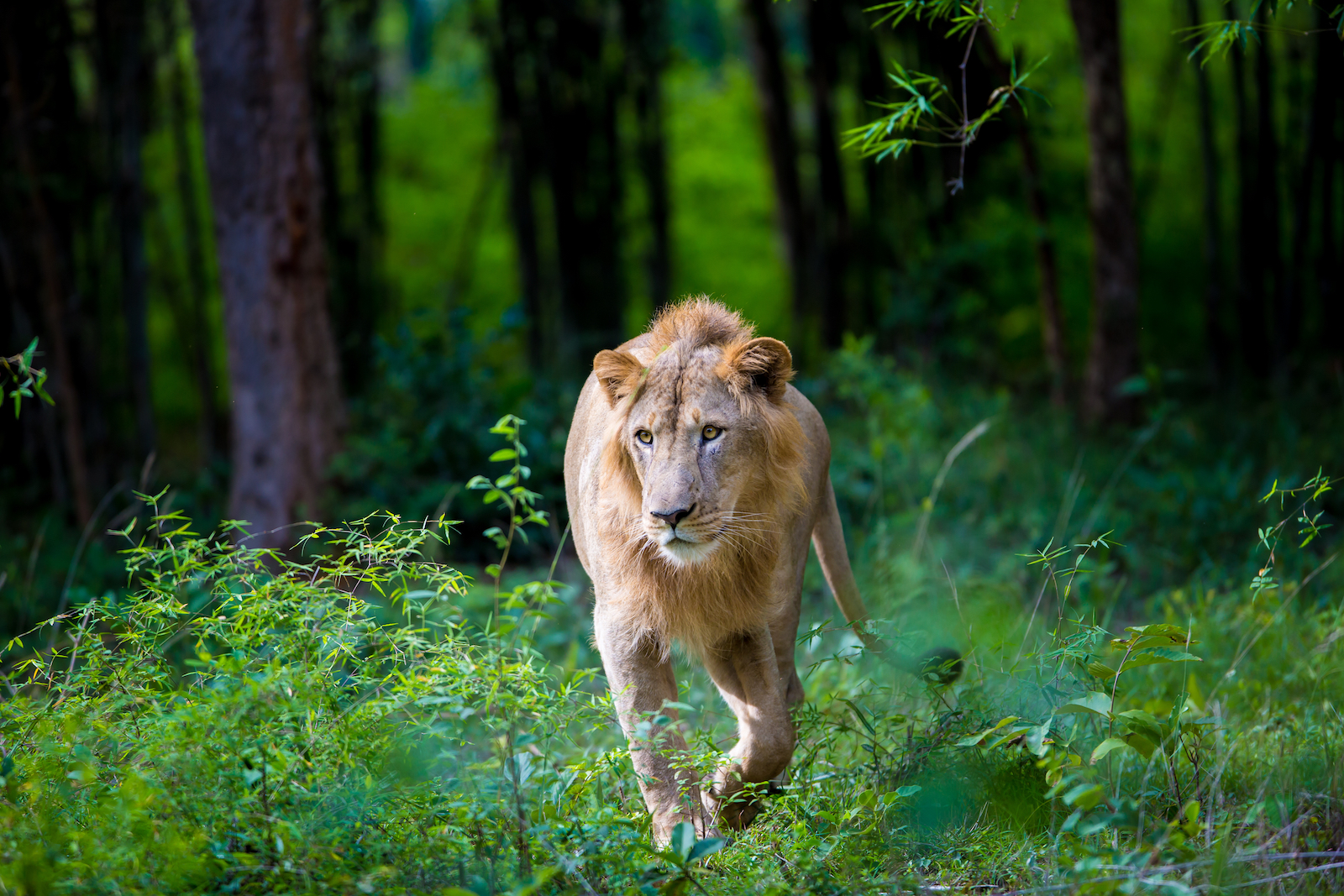 Young Asiatic lion in India.