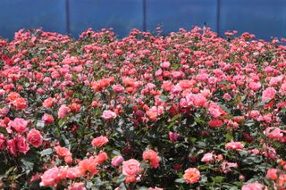 pink rose shrub with lots of flowers