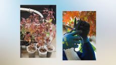 composite of small acer plants growing and gardener using secateurs to cut adult acer plant