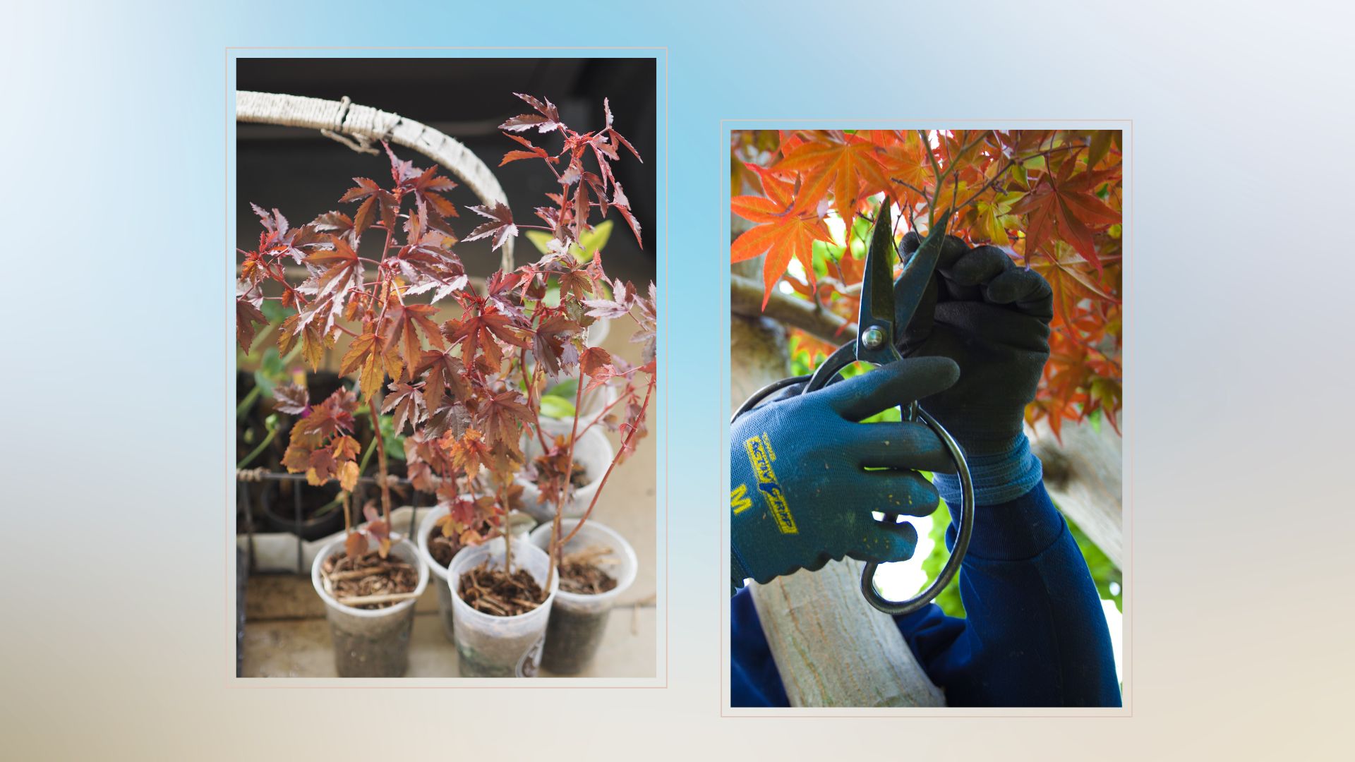 composite of small acer plants growing and gardener using secateurs to cut adult acer plant