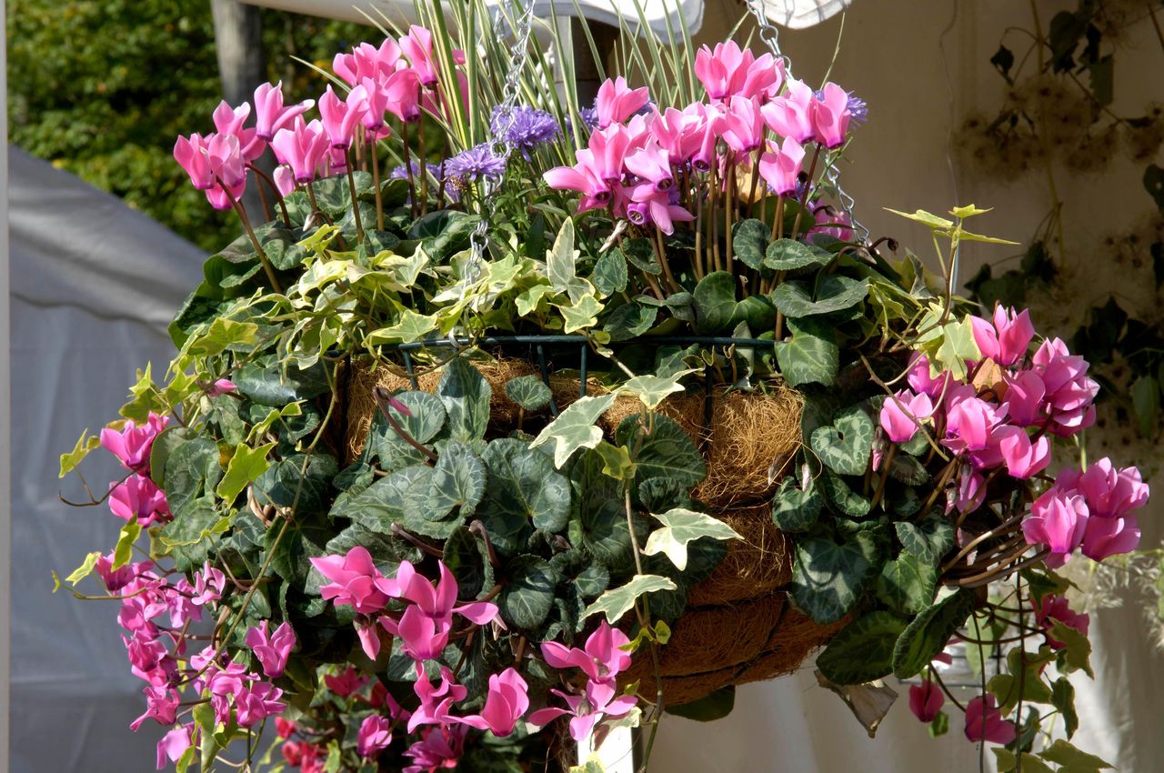 Plants for winter hanging baskets inject colour and interest into your