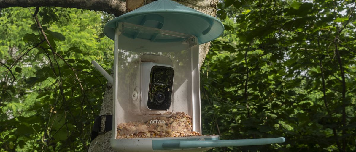 Netuve Birdfy camera attached to a tree with tray full of bird seed