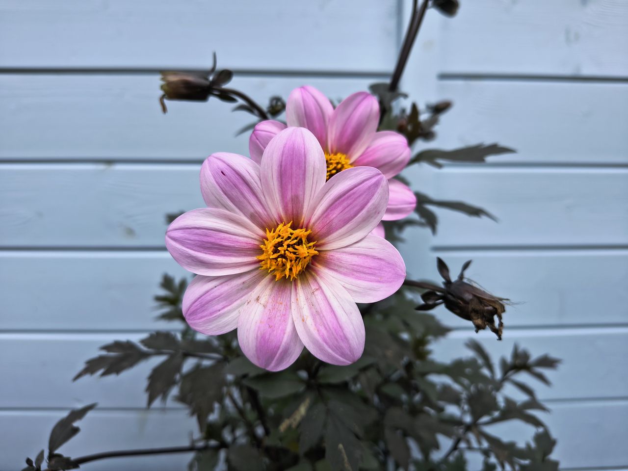 Moto Edge 50 Neo sample photos