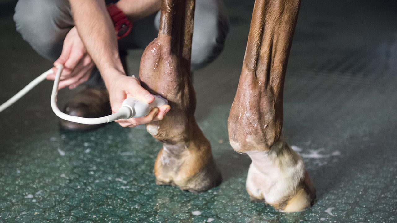 Tendon injuries in horses are scanned with ultrasound to confirm the level of damage.