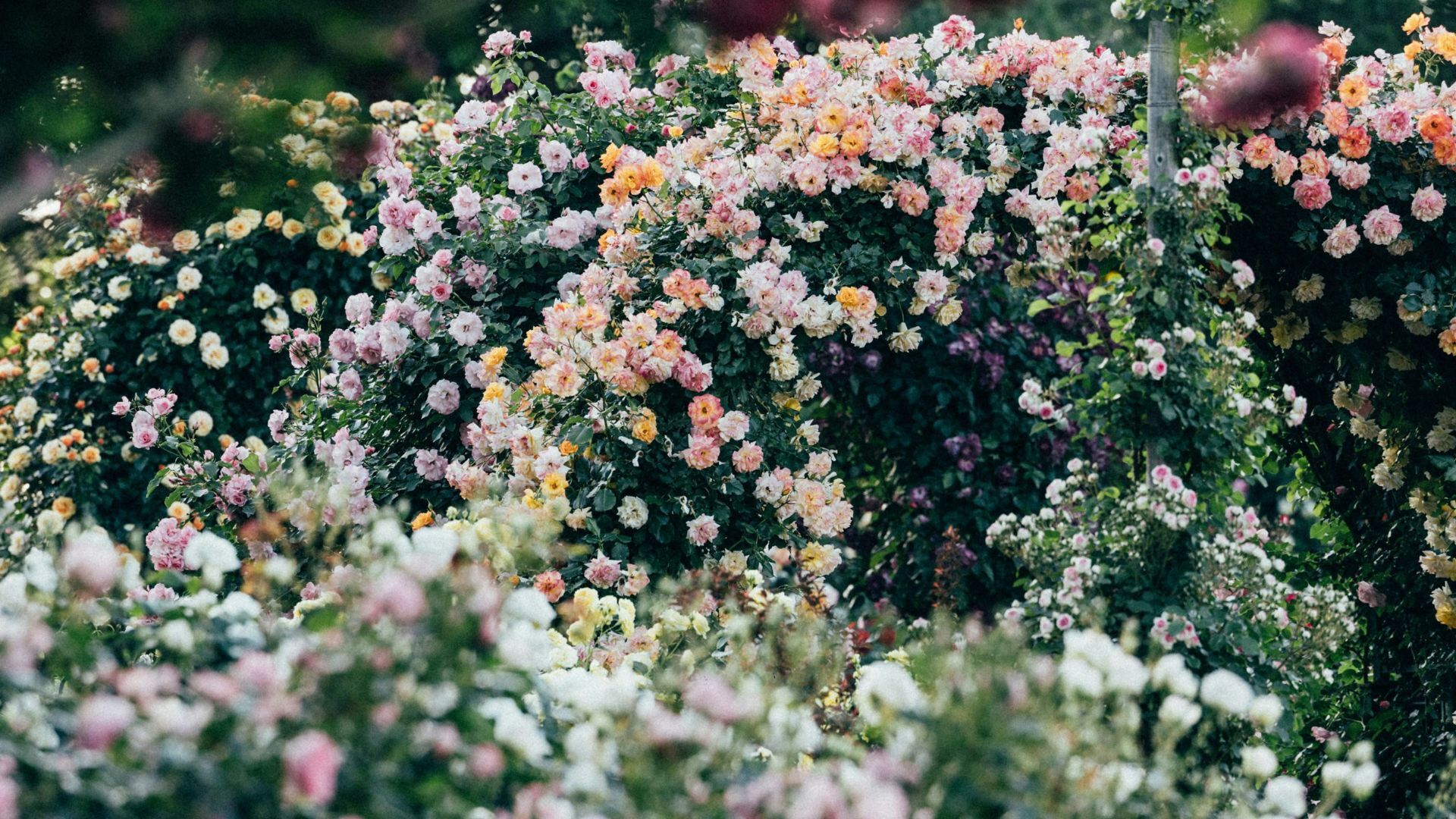 Pink rose bed