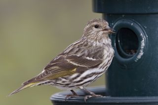 The pine siskin (Spinus pinus) is the species of finch most affected by the outbreak.