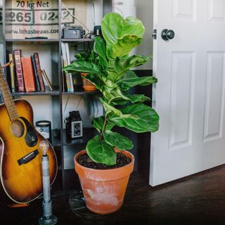 Fiddle leaf fig tree standing tall in a room